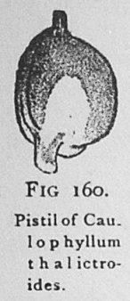 Fig. 160. Pistil of Caulophyllum thalictroides.