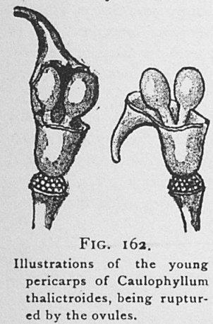 Fig. 162. Illustrations of the young pericarps