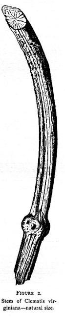 Figure 2. Stem of Clematis virginiana.