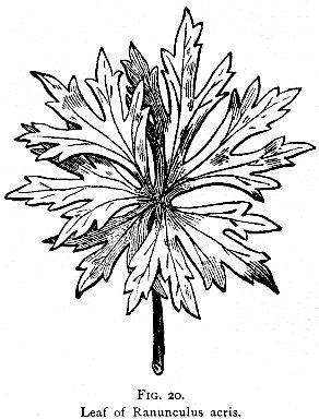 Fig. 20. Leaf of Ranunculus acris.