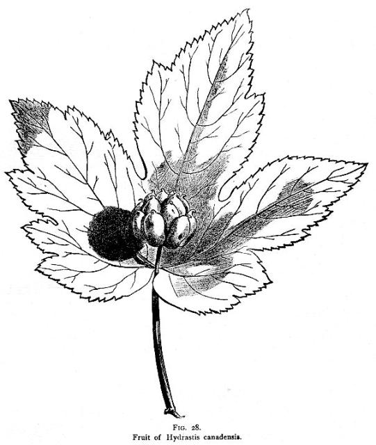 Fig. 28. Fruit of Hydrastis canadensis.