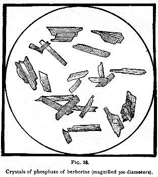 Fig. 38. Crystals of phosphate of berberine