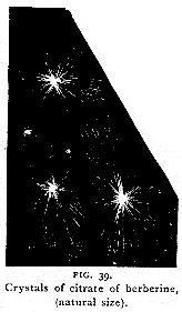 Fig. 39. Crystals of citrate of berberine