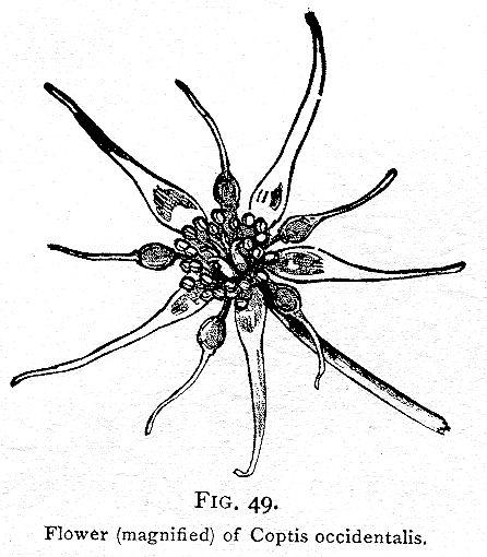 Fig. 49. Flower of Coptis occidentalis.