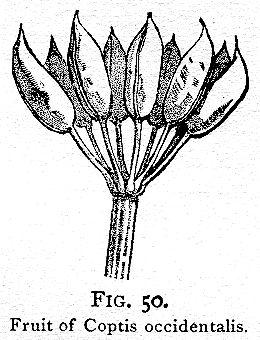 Fig. 50. Fruit of Coptis occidentalis.