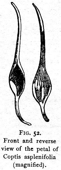 Fig. 52. Front and reverse view of the petal