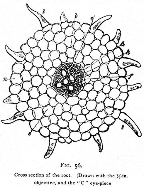 Fig. 56. Cross section of the root.