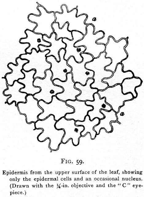 Fig. 59. Epidermis from the upper surface of the l...