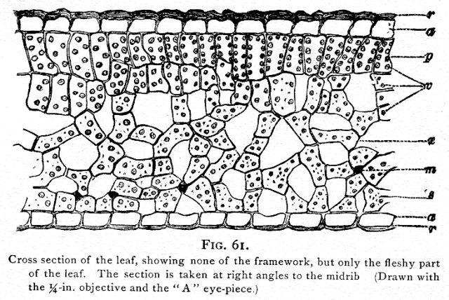 Fig. 61. Cross section of the leaf