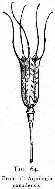 Fig. 64. Fruit of Aquilegia canadensis.