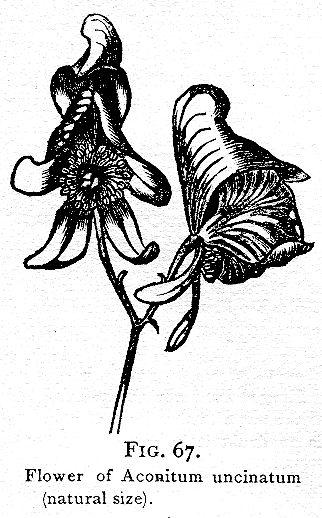 Fig. 67. Flower of Aconitum uncinatum