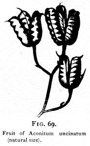 Fig. 69. Fruit of Aconitum uncinatum 