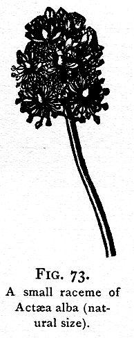 Fig. 73. A small raceme of Actaea alba.