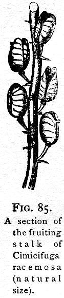 Fig. 85. A section of the fruiting stalk