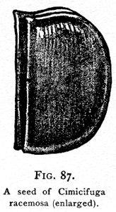 Fig. 87. A seed of Cimicifuga racemosa.