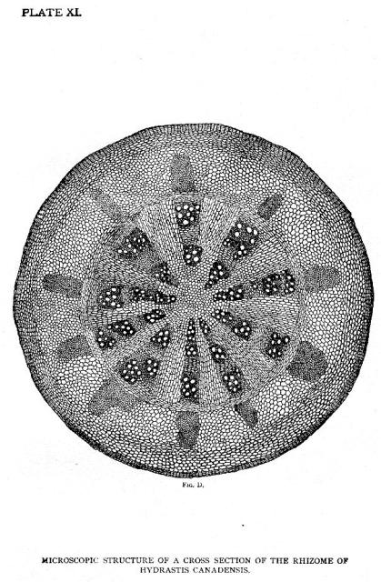 Plate 11. Microscopic structure of a cross section