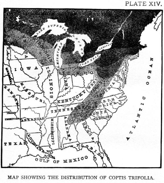 Plate 14. Map showing the distribution of Coptis t...