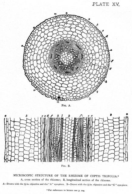 Plate 15. Microscopic structure of the rhizome of ...