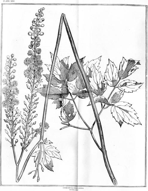 Plate 21. Cimicifuga racemosa.