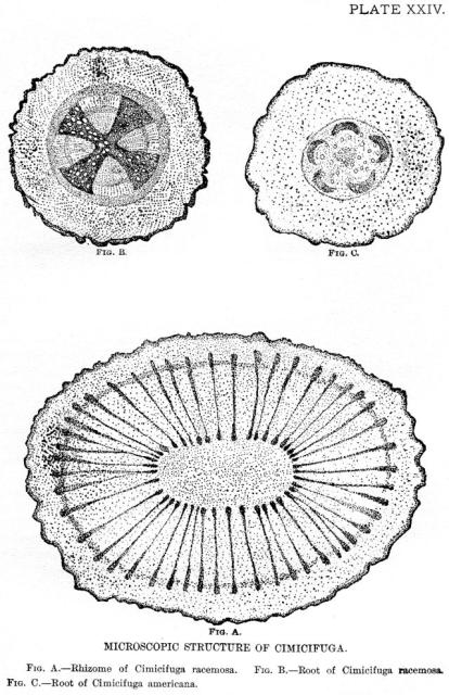 Plate 24. Microscopic structure of Cimicifuga.