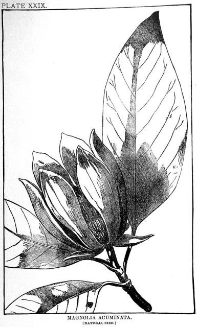 Plate 29. Magnolia acuminata.