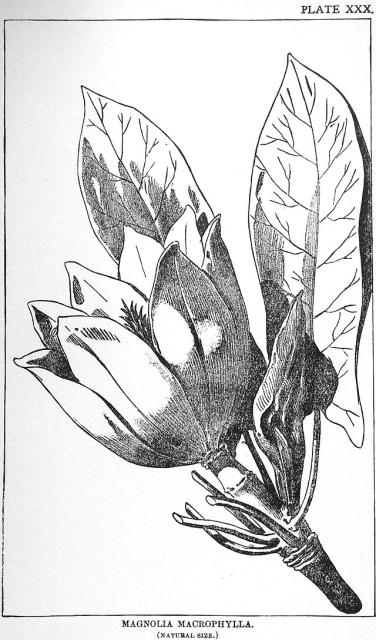 Plate 30. Magnolia macrophylla.