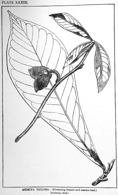 Plate 33. Asimina triloba.