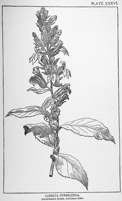 Plate 36. Lobelia Syphilitica.