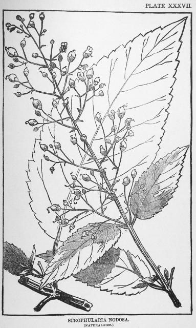 Plate 37. Scrophularia nodosa.