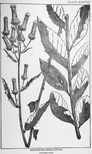 Plate 38. Erechtites hieracifolia.