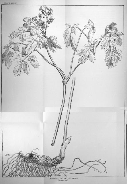 Plate 39. Caulophyllum thalictorides.