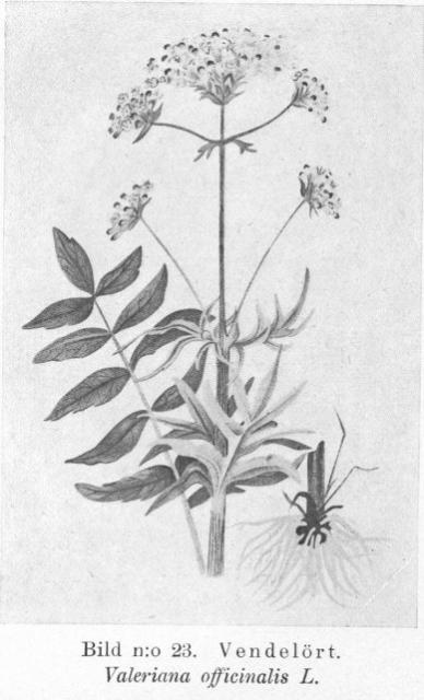 Bild n:o 23. Vendelört. Valeriana officinalis L.