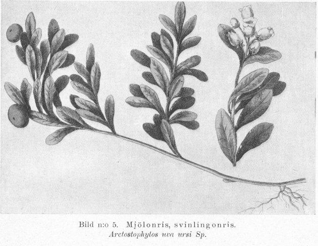 Bild n:o 05. Mjölonris, svinlingonris. Arctostaph...