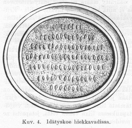 Kuv. 4. Idätyskoe hiekkavadissa.