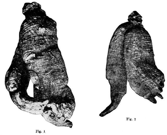 Fig. 12. Fig. 1 - 2. Ginseng roots.