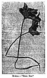 Fig. 32. Broken - "Stem Rot."