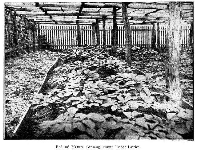 Fig. 37. Bed of Mature Ginseng Under Lattice.