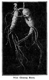 Fig. 42. Wild Ginseng Roots.