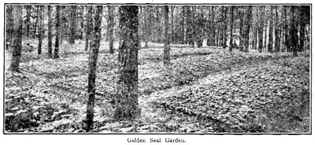 Fig. 45. Golden Seal Garden.