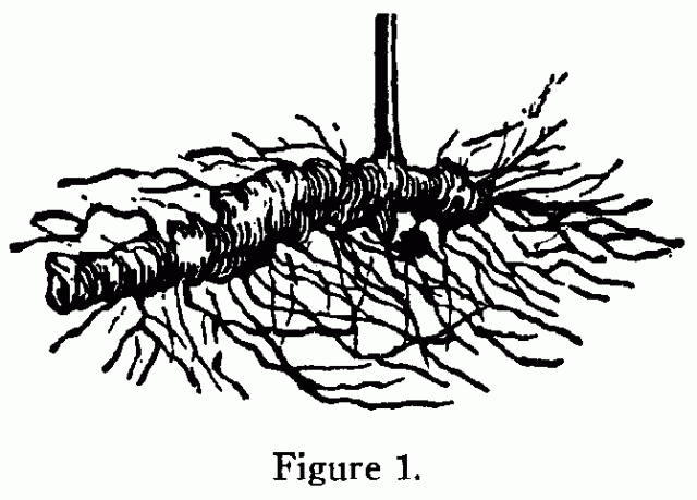 Fig. 46. Fig. 1. Wild root.