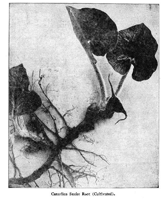 Fig. 5. Canadian Snake Root (Cultivated).