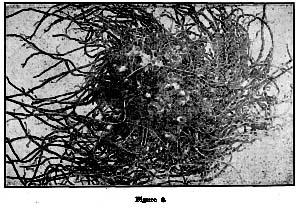 Fig. 55. Fig. 8. Irregular root mass.