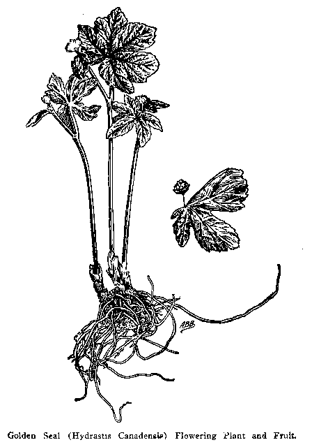 Fig. 59. Golden Seal (Hydrastis canadensis)