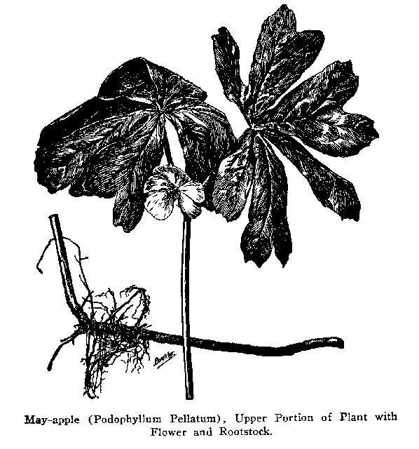 Fig. 66. May-apple (Podophyllum peltatum)