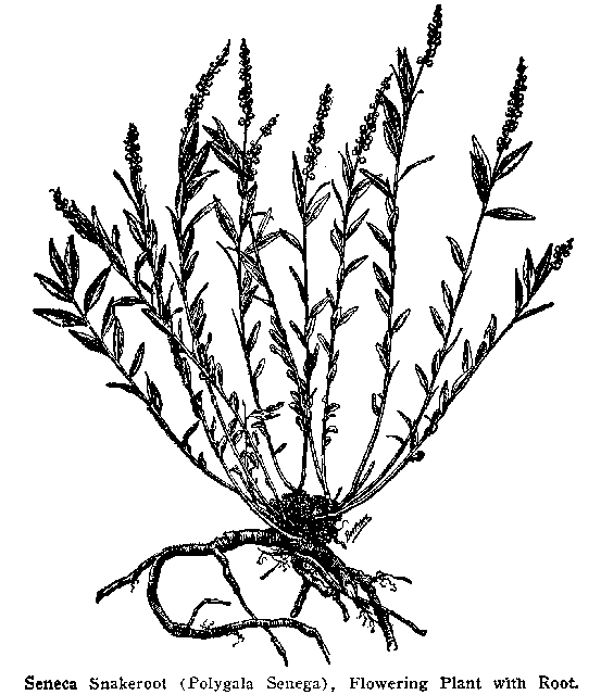 Fig. 67. Seneca Snakeroot (Polygala Senega)