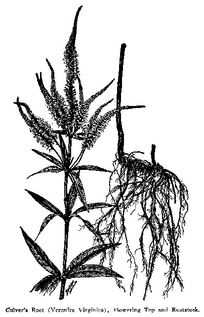 Fig. 68. Culver's Root (Veronica virginica)