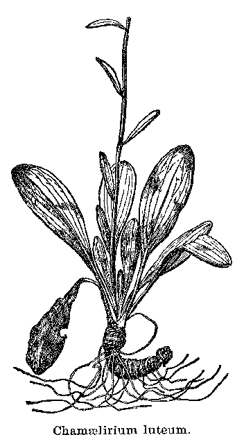 Fig. 74. Chamaelirium luteum.