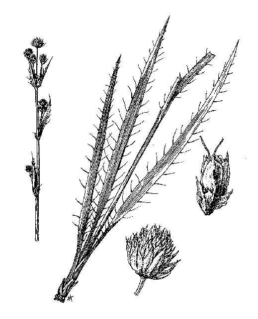 Fig. 78. Eryngium.