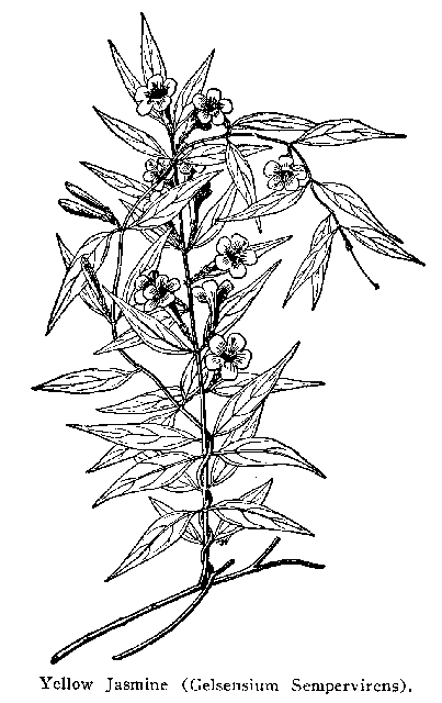 Fig. 79. Yellow Jasmine (Gelsemium Sempervirens).