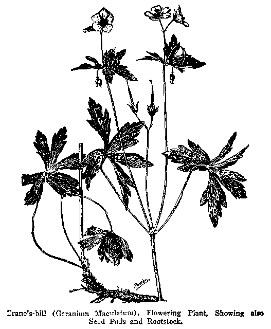 Fig. 81. Crane's-bill (Geranium maculatum)